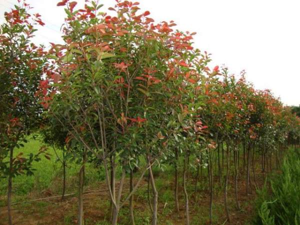 綠化苗木采購(gòu)過程中需要注意哪些？