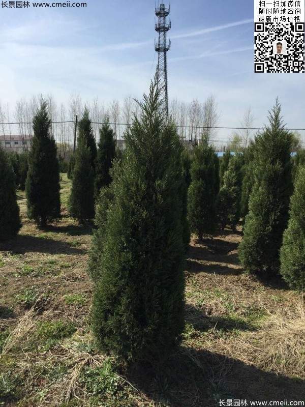 高度2.5米2.8米3米塔柏起苗現(xiàn)場(chǎng)圖片 高度2.5米2.8米3米塔柏起苗現(xiàn)場(chǎng)圖片