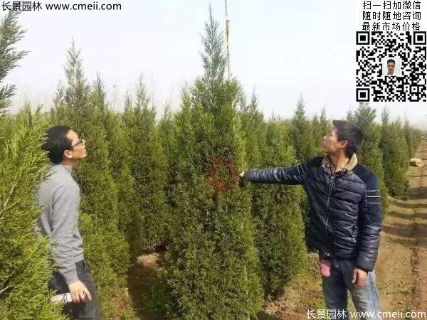 高度2.5米2.8米3米塔柏起苗現(xiàn)場(chǎng)圖片 高度2.5米2.8米3米塔柏起苗現(xiàn)場(chǎng)圖片