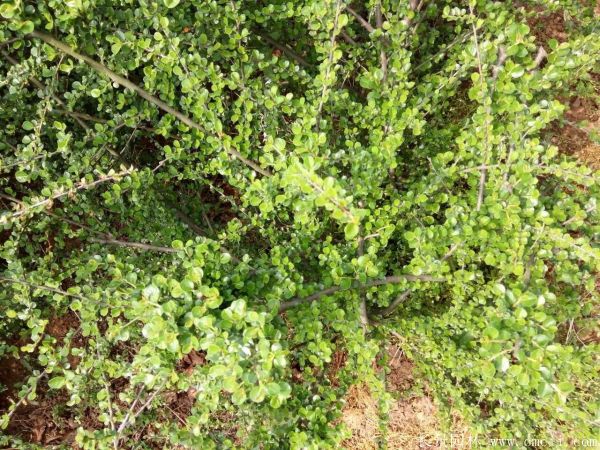 平枝荀子圖片基地實拍