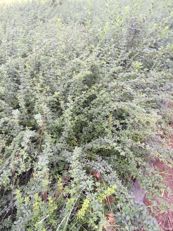 迎春花圖片基地實拍