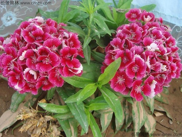 常夏石竹圖片基地實拍