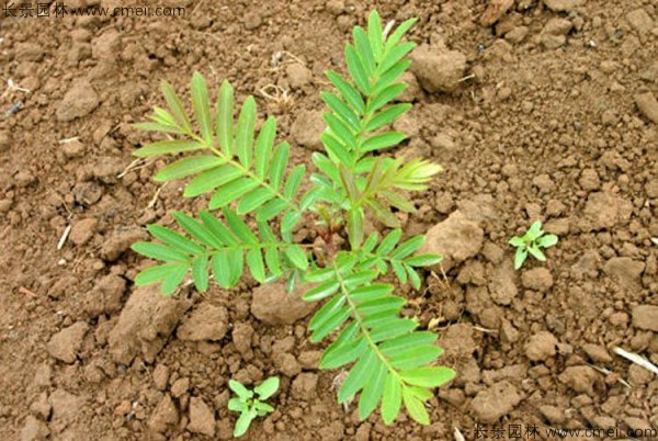 楓楊種子發芽出苗圖片