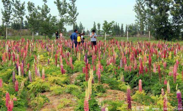 魯冰花種子發(fā)芽出苗開(kāi)花圖片
