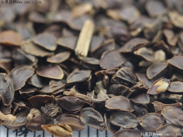 假龍頭種子發(fā)芽出苗開(kāi)花圖片