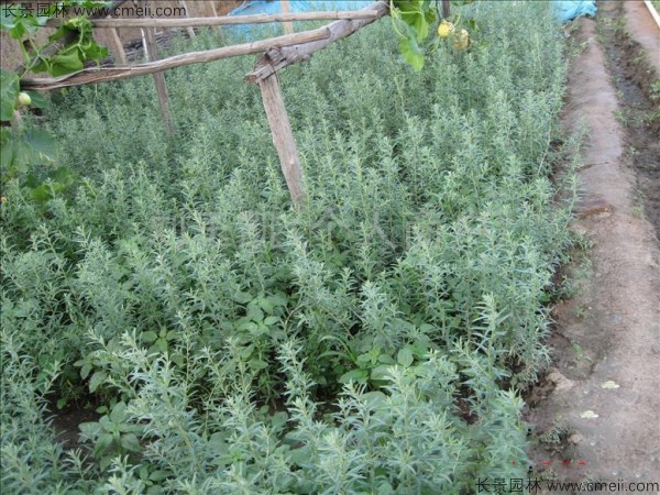 刺柳種子發芽出苗圖片