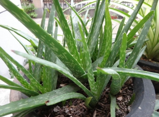 超好養活的蘆薈